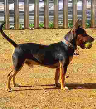 Image of Adiestra2 / Adiestrador canino Barcelona service in Barcelona, Barcelona, Spain