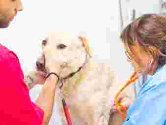 Image of Unitat Veterinaria Cornellà service in Cornellà de Llobregat, Catalunya, Spain