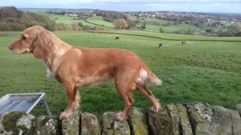 Image of Benrevic Boarding Kennels service in La, England, United Kingdom
