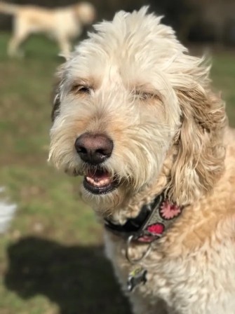 Image of Le Pet Concierge service in Renton, Washington, United States Image of Le Pet Concierge service in Renton, Washington, United States