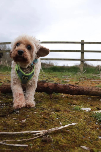 Image of AB Dog Tuition service in Leicester, England, United Kingdom