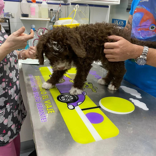 Image of Terranova Veterinary Clinic service in Sevilla, Sevilla, Spain