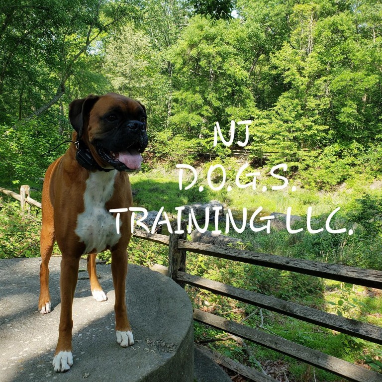 Image of NJ DOGS Training LLC. service in Howell Township, New Jersey, United States Image of NJ DOGS Training LLC. service in Howell Township, New Jersey, United States