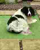 Image of Vet on Call with Patrick Condren, Emergency Vet Dublin service in Dublin, Dublin, Ireland