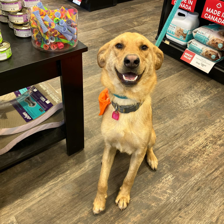 Image of Pet Valu - Saskatoon, SK service in Saskatoon, Saskatchewan, Canada