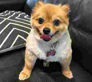 Image of Val Thomas' Pet Grooming service in Regina, Saskatchewan, Canada