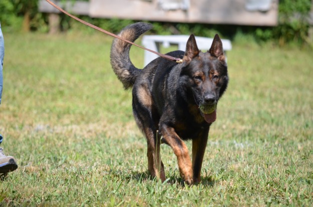 Image of Lakeshore K9 Training service in Grand Haven, Michigan, United States Image of Lakeshore K9 Training service in Grand Haven, Michigan, United States