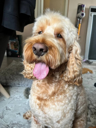 Image of Pawsome Dogs - Dog Grooming Woodley service in Woodley, Berkshire, United Kingdom