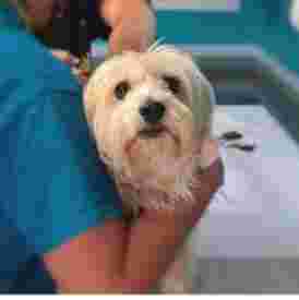 Image of SaluVet Centre Veterinari service in Barcelona, Barcelona, Spain