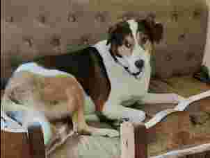 Image of Woof Nest service in Noida, Uttar Pradesh, India