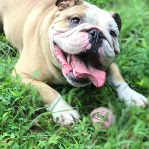 Image of Hereford Bed & Biscuit LLC service in Parkton, Maryland, United States