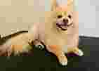 Image of West Lakes Pet Grooming service in West Lakes, South Australia, Australia