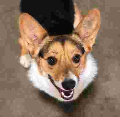 Image of City Pet Club service in Salt Lake City, Utah, United States