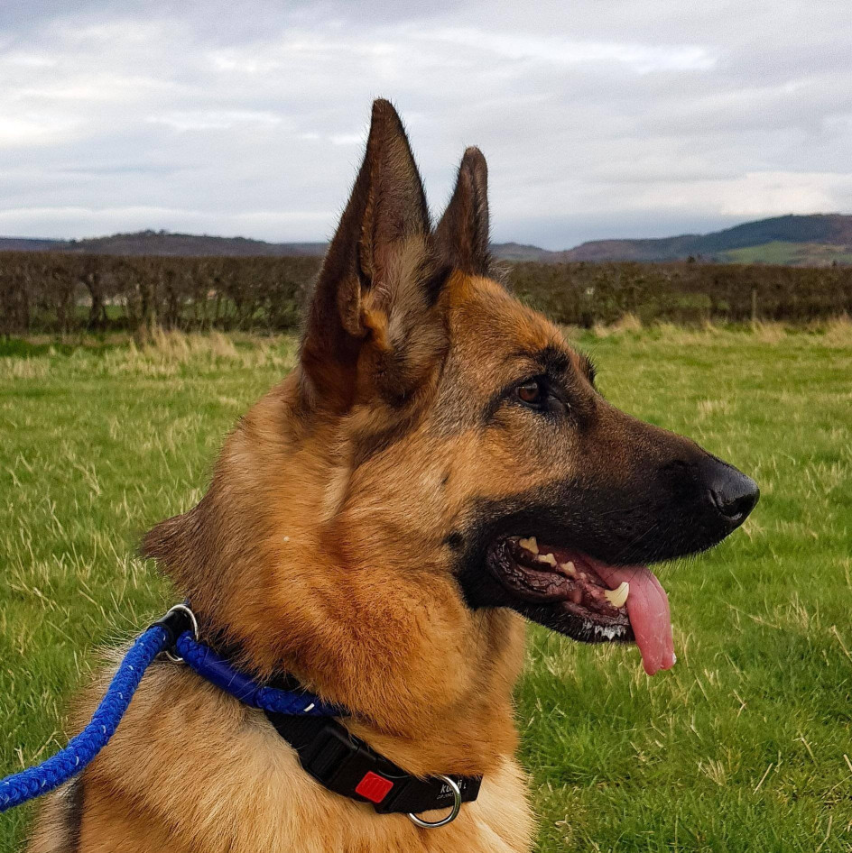 Image of Bartle Bridge Kennels & Cattery service in Great Ayton, England, United Kingdom