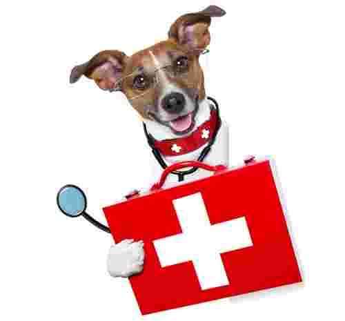 Image of Ambulatorio veterinario dott F.sco falgares service in Palermo, Sicilia, Italy