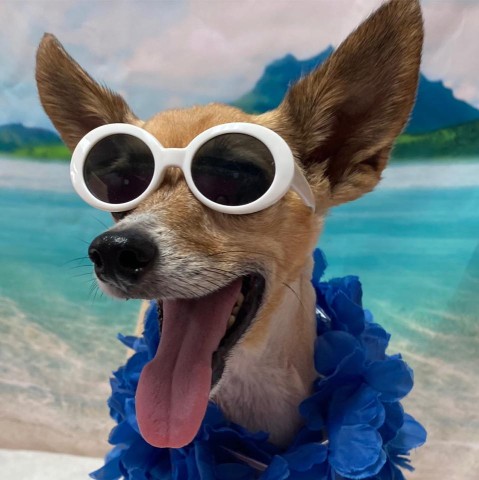 Image of Pet Haven Salon service in Kapolei, Hawaii, United States Image of Pet Haven Salon service in Kapolei, Hawaii, United States
