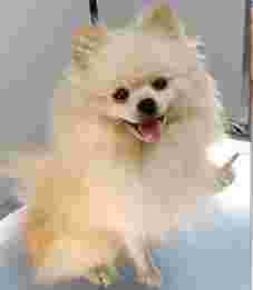 Image of Hundesalon und Petshop Mimose service in Dortmund, Nordrhein-Westfalen, Germany
