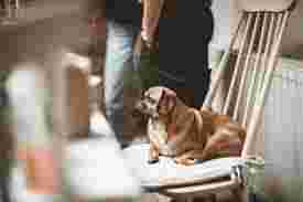 Image of Dan the Dog Walker service in Brantford, Ontario, Canada