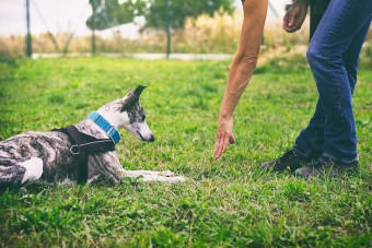 Image of Dog Training With Bob service in Rockville, Maryland, United States Image of Dog Training With Bob service in Rockville, Maryland, United States