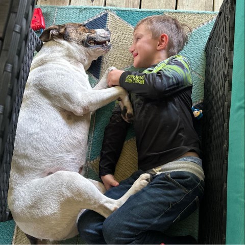 Image of Nicoles Natural Dog Training service in Fort White, Florida, United States Image of Nicoles Natural Dog Training service in Fort White, Florida, United States