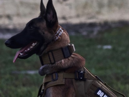 Image of AstroK9 Dog Training LLC service in Deltona, Florida, United States