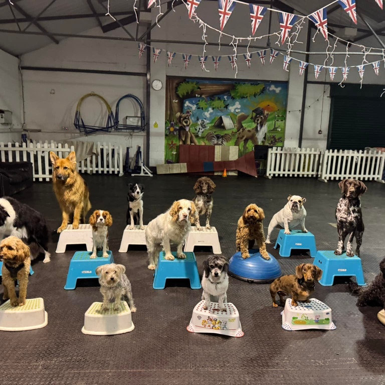 Image of Happy Hound DTS service in Stockport, Cheshire, United Kingdom