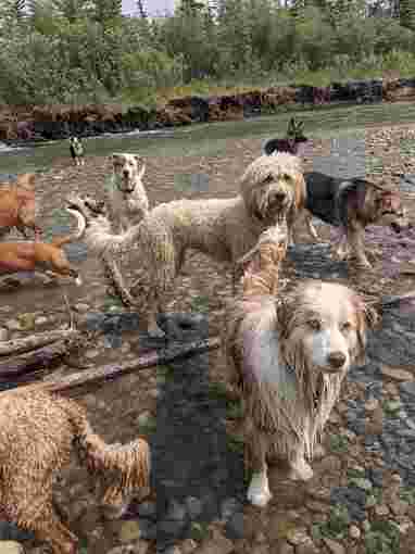 Image of Happy Paws Adventures service in Calgary, Alberta, Canada