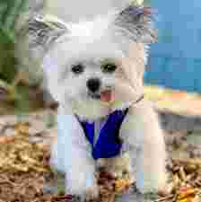 Image of woodlawn pets & More service in Baltimore, Maryland, United States