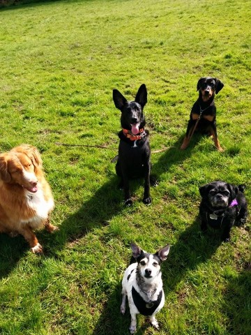 Image of White Rock Dog Walking service in White Rock, British Columbia, Canada