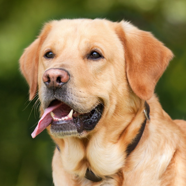 Image of Sheffield Pet Sitter & Dog Walker service in Sheffield, England, United Kingdom