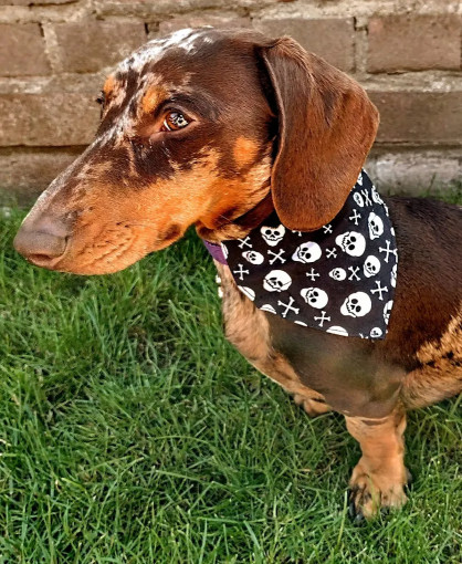 Image of Bandanas and Mash service in Leeds, England, United Kingdom