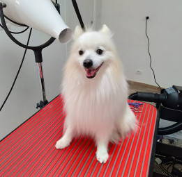 Image of Bigodini for dogs service in Pianezza, Piemonte, Italy