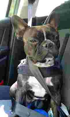 Image of Ambulatorio Veterinario Associato Dr.Sse Cavaglia' - Calvo service in Torino, Piemonte, Italy