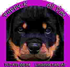 Image of Puppy-K All Day service in Litchfield Park, Arizona, United States Image of Puppy-K All Day service in Litchfield Park, Arizona, United States