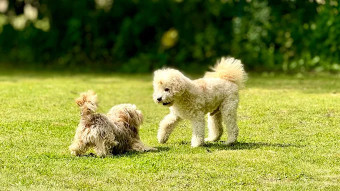 Image of Hundetraining Paradogs service in Bremen, Bremen, Germany