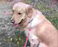 Image of Dogs Grooming & bathing At home service in Delhi, Delhi, India