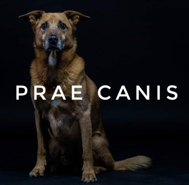 Image of Prae Canis - Hundeverhaltenstherapie service in Leverkusen, Nordrhein-Westfalen, Germany