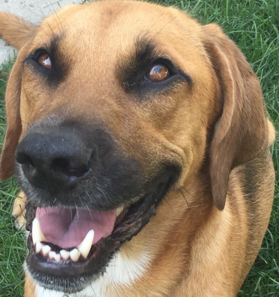 Image of NorthShore Canine Academy service in Wilmette, Illinois, United States