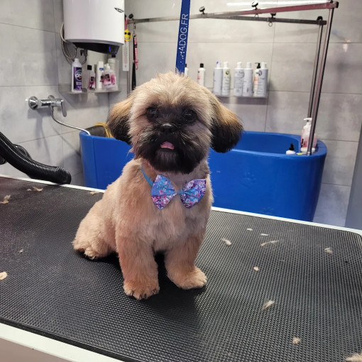 Image of Glamour Dogs-Gdańsk service in Gdansk, Pomorskie, Poland