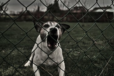 Image of Dog Basics PDX service in Portland, Connecticut, United States Image of Dog Basics PDX service in Portland, Connecticut, United States