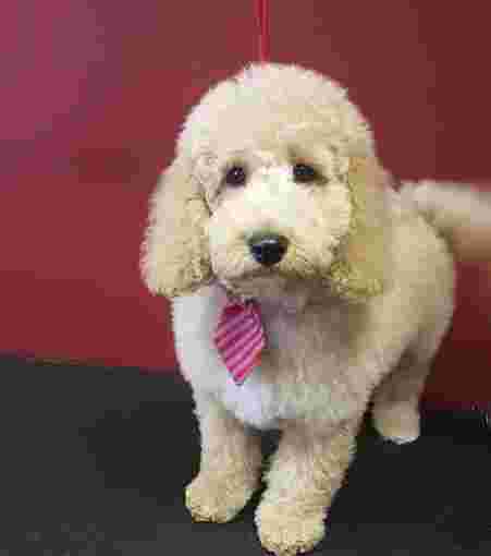 Image of Canine Divine Grooming Salon service in Litherland, England, United Kingdom