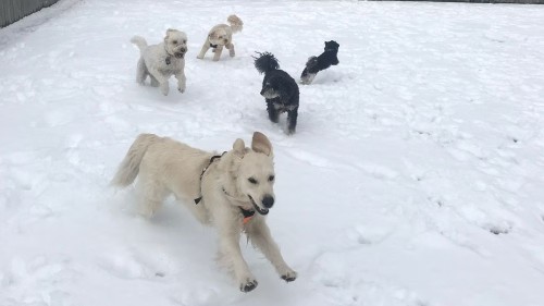 Image of Lenny and Friends Dog Walking service in Whitby, Ontario, Canada