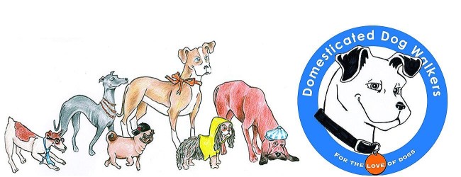 Image of Domesticated Dog Walkers service in Norfolk County, Massachusetts, United States Image of Domesticated Dog Walkers service in Norfolk County, Massachusetts, United States