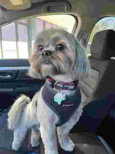 Image of Rover Sleep Over service in Dallas, Georgia, United States Image of Rover Sleep Over service in Dallas, Georgia, United States