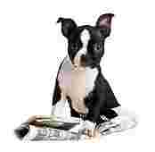 Image of Max The Pet Nanny service in New York, New York, United States
