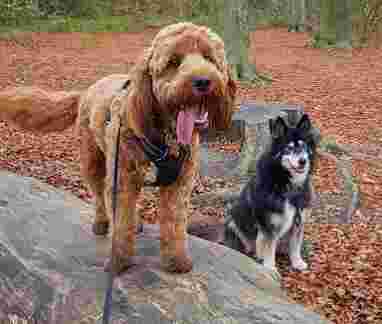 Image of Dronfield Dog Walkers service in North East Derbyshire, England, United Kingdom