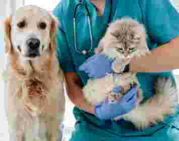 Image of Clínica Veterinària Son Rapinya service in Sa Vileta-Son Rapinya, Illes Balears, Spain