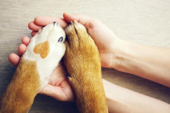 Image of Good Life Pet Sitting-Stress Free in home care service in San Antonio, Texas, United States