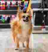 Image of Cookes Pet Supplies service in Sheffield, England, United Kingdom