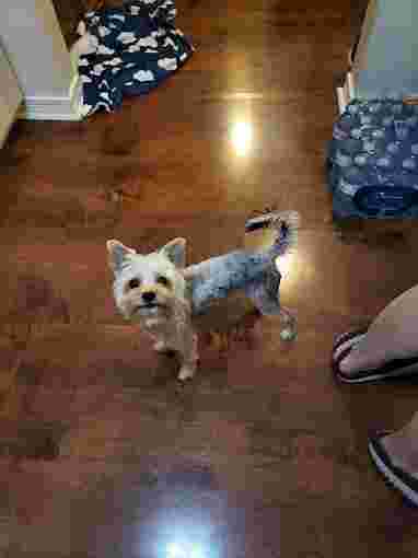 Image of Lynn's Pet Grooming & Supply Centre service in Niagara, Ontario, Canada